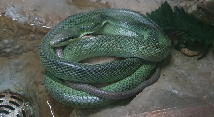 Red-Tailed Rat Snake at Bangkok Snake Farm