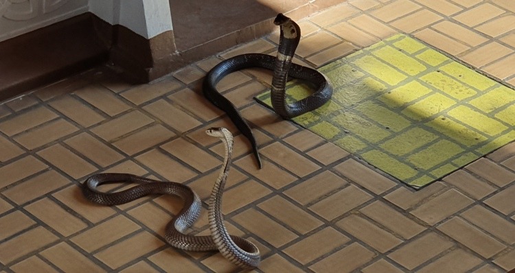Siamese Cobras at Bangkok Snake Farm
