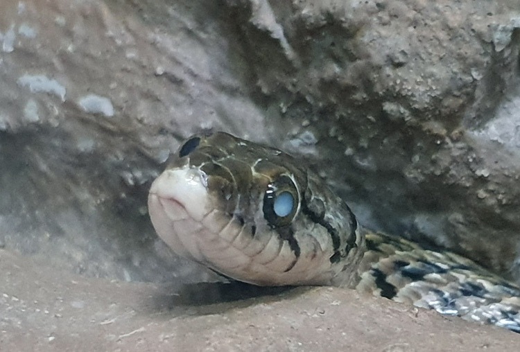 Yellow-Spotted Keelback Snake at Bangkok Snake Farm