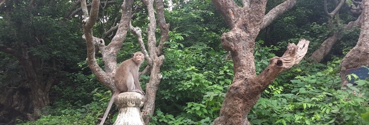Monkeys In Phetchaburi