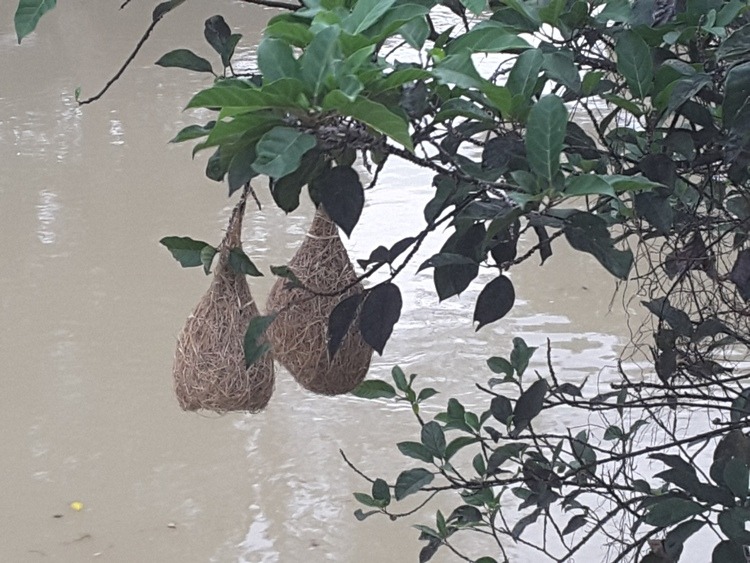 Birds' Nests Alongside Phetchaburi River