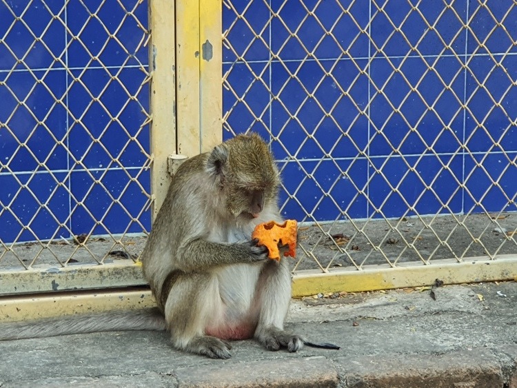 Monkey In Hua Hin