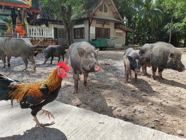 Pigs At A Temple In Hua Hin