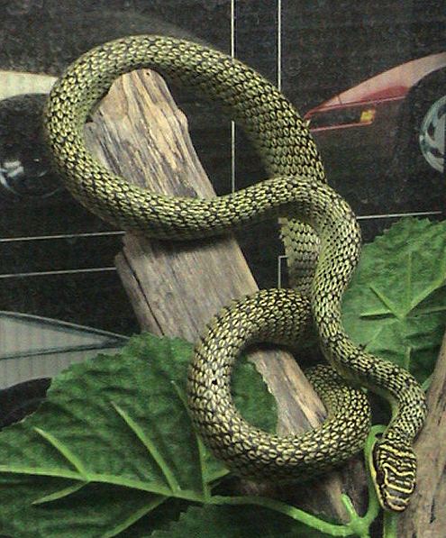 A golden tree snake in captivity