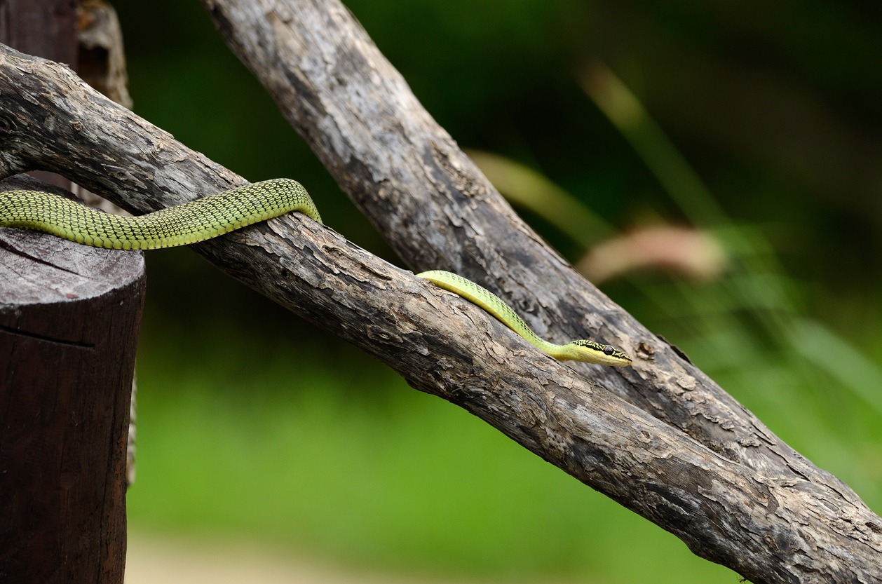 Golden Tree Snake (Chrysopelea ornata)