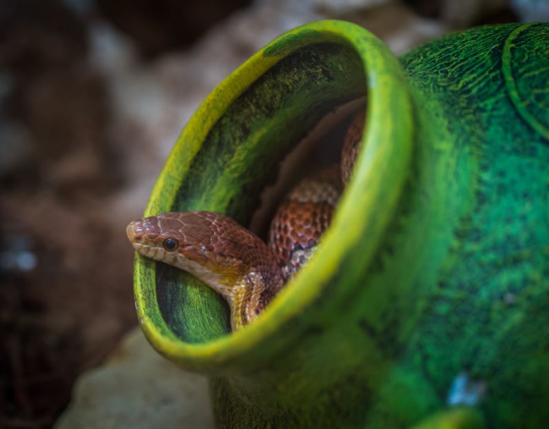 brown snake in green jar