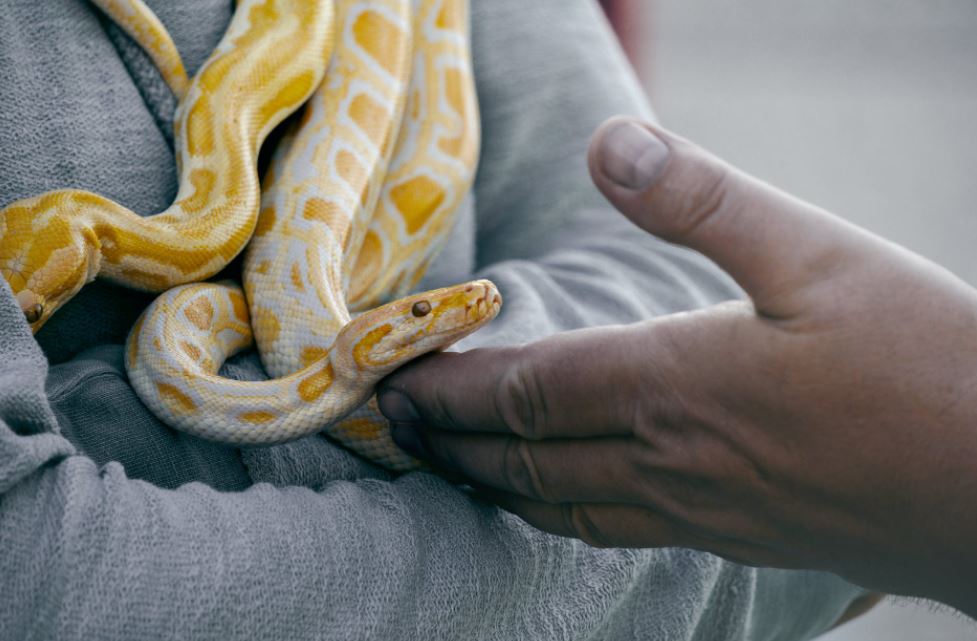 close-up photo of a person holding a yellow and white snake