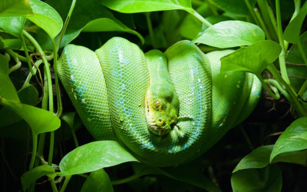 green snake on leaves