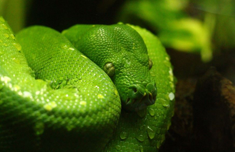 green viper