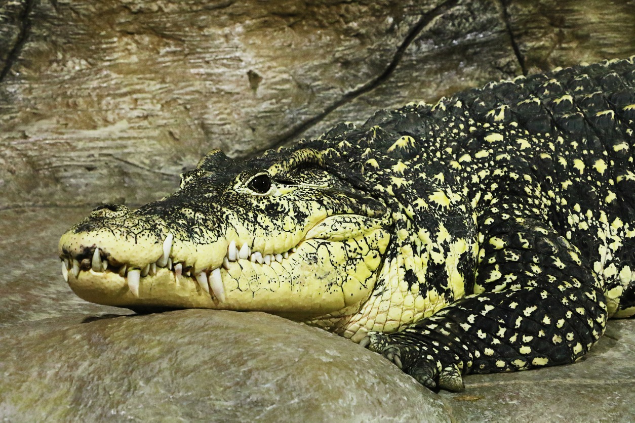 animal, crocodile photos, Siamese crocodile, alligator photos, amphibian photos