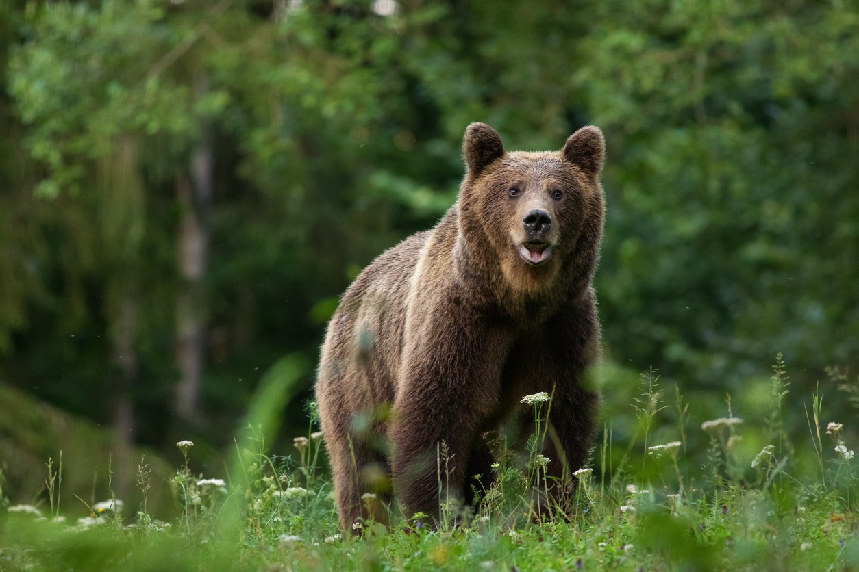 bear photos, brown bear photos, Romania photos, forest photos, animals in the wild photos