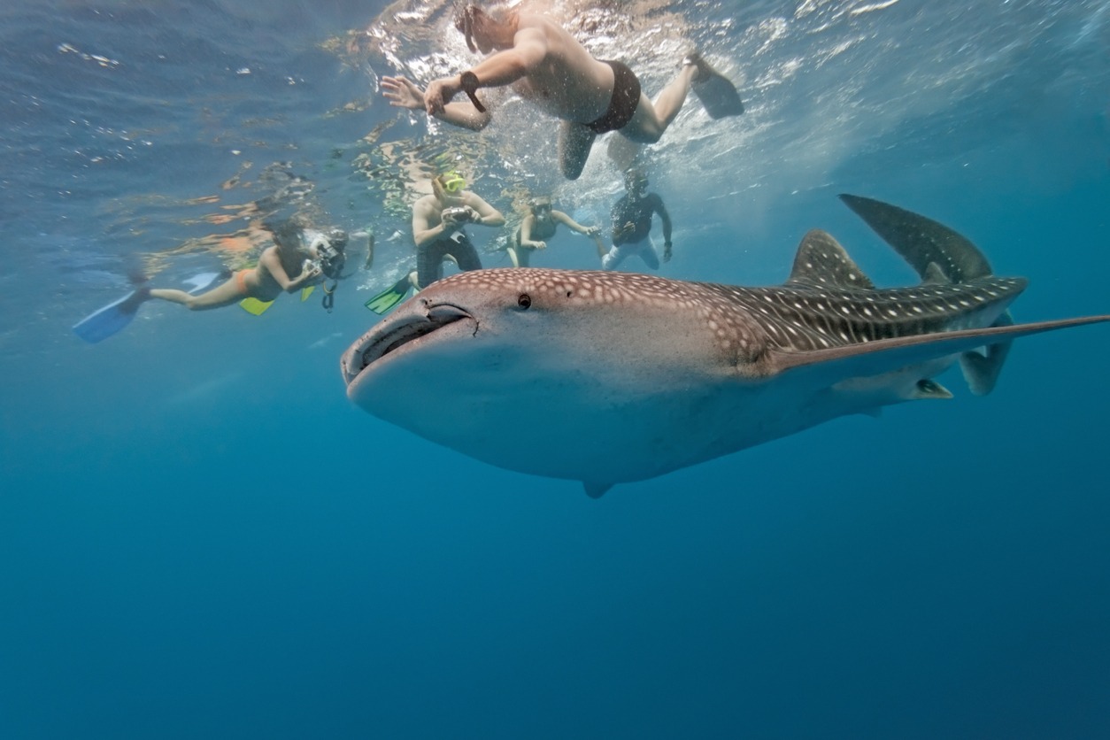 whale shark photos, Maldives photos, snorkeling photos, underwater diving photos, animal photos
